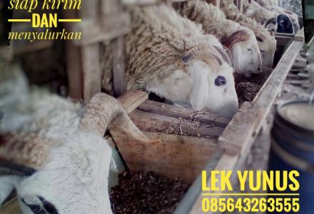 Kambing Jadi Inspirasi Wirausaha Anggota Karang Taruna