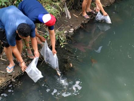 Ribuan Benih Ikan di Tebar Oleh Dinas  Kalautan dan Perikanan DIY di  Wonokromo