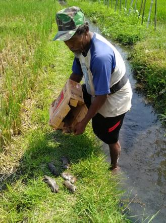 Gapoktan Desa Wonokromo Melaksanakan Gropyokan Tikus 