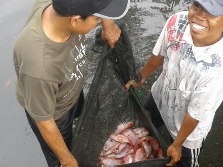 KELOMPOK NILA MAKMUR  BRAJAN PANEN RAYA